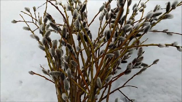 I paint magnolia in watercolor. Palm Sunday. Пишу магнолию акварелью. Вербное воскресенье. смотреть онлайн