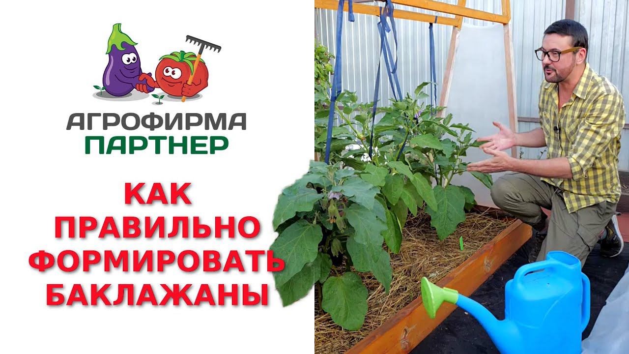 Семена Партнер