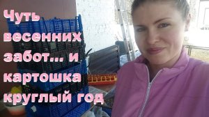 Проращивание картофеля.