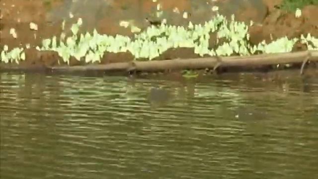 Nagarahole: Crocodile preying on mud-puddling Common emigrants (Catopsilia pomona) butterflies. смотреть онлайн