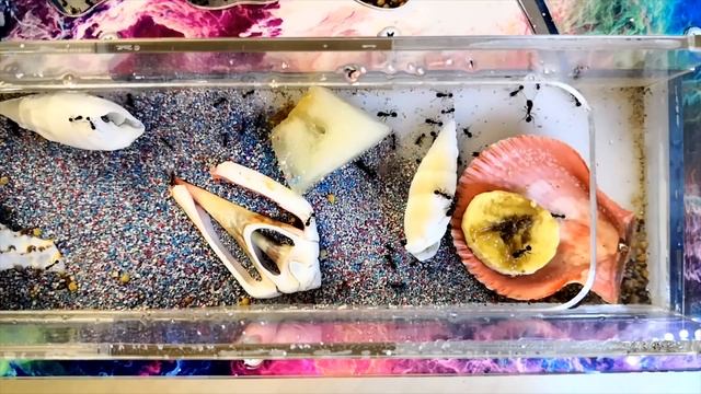 AntReality 1.13 - Эксперимент. жнецы vs банан и дыня ? смотреть онлайн