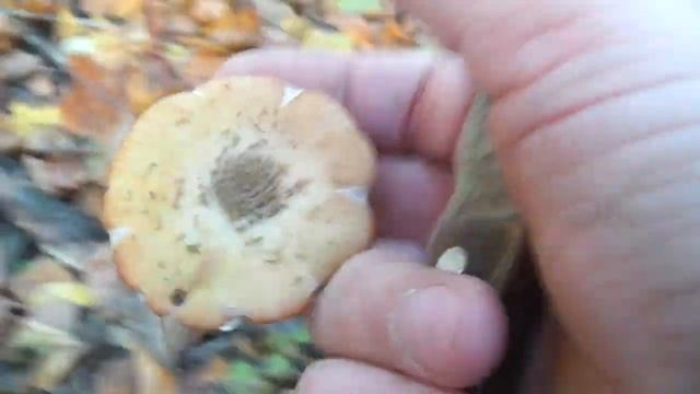 Такое никто не покажет! Сбор осенних опят в Самарской области смотреть онлайн