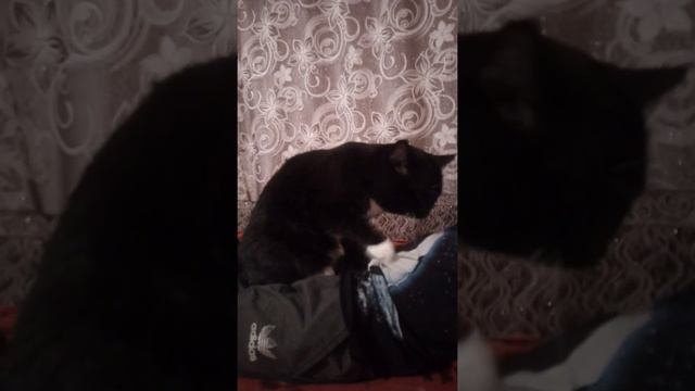Кот массажист смотреть онлайн