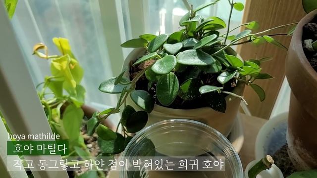 거실정원 1월 근황과 식물 키우기 2~3년차에 많이 하는 실수! house plant tour 2022 смотреть онлайн