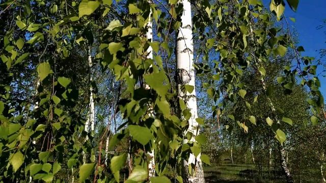 16 мая – Мавра-рассадница.Традиции, ритуалы, обычаи, народные приметы смотреть онлайн