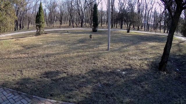 Малинуа Альфа подзыв  на расстоянии.mp4