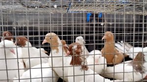 Голуби- Птичий рынок г Прохладный-ч1 Pigeons - Bird Market, Cool-ch1