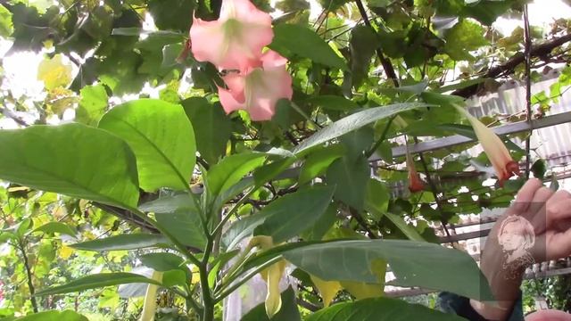 БРУГМАНСИЯ ОТЦВЕЛА. ПЕРЕВАЛКА И ПОДГОТОВКА К ЗИМОВКЕ. смотреть онлайн