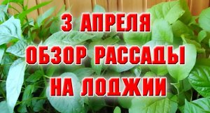 3 апреля. Рассада на лоджии.mp4