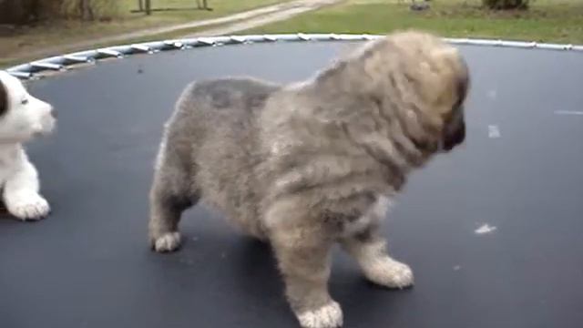 Sredneasiatskaja Ovcharka PUPPIES..