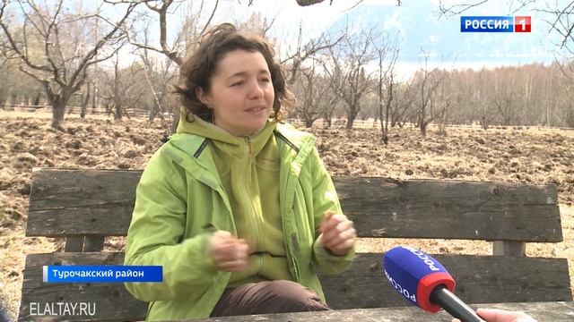 Жители села Яйлю облагораживают яблоневые сады на берегах Телецкого озера смотреть онлайн