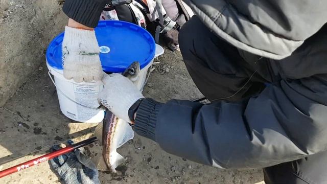 Минтай. Рыбалка в Находке. 25 марта 2023 смотреть онлайн