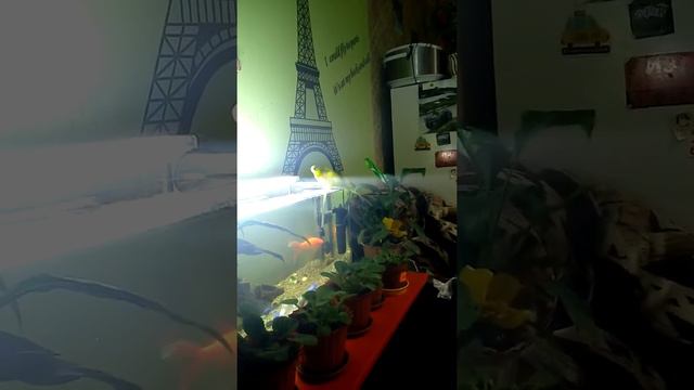 Плавающий попугай смотреть онлайн