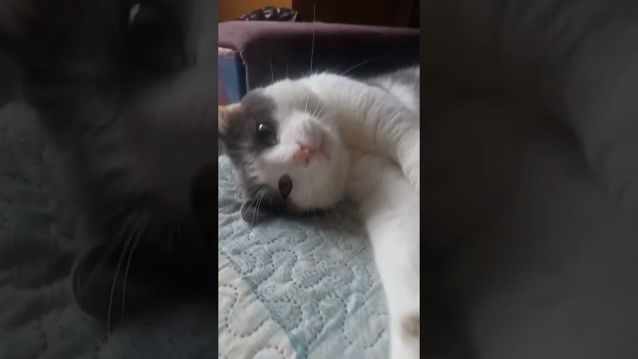 Кот на стиле. Мурзик. #добро #любовь #кот #мурзик #питомец #осень смотреть онлайн