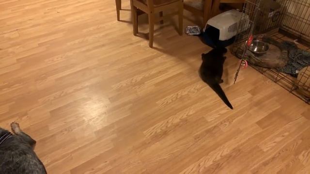 Вечер с выдрой смотреть онлайн