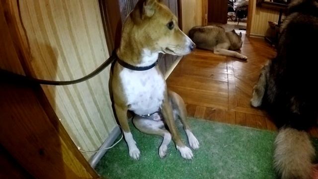 ТРЭШ: Африканский молчун Басенджи и хаски / basenji and husky смотреть онлайн