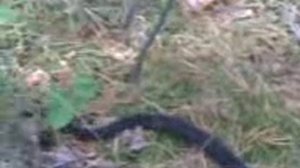 Гадюка в подмосковье