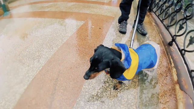 Our dog in the rain. Camino de Santiago смотреть онлайн