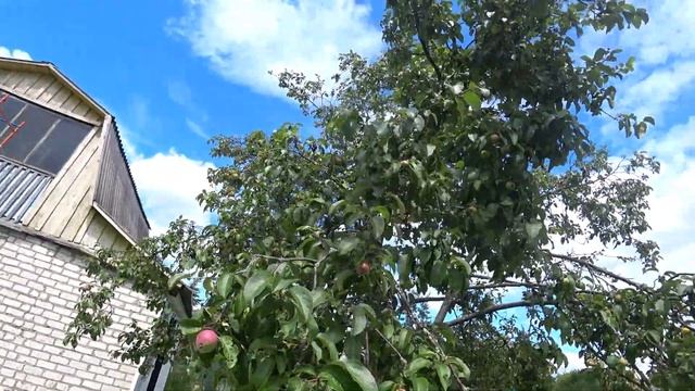 Борьба с плодожоркой плодовых деревьев смотреть онлайн