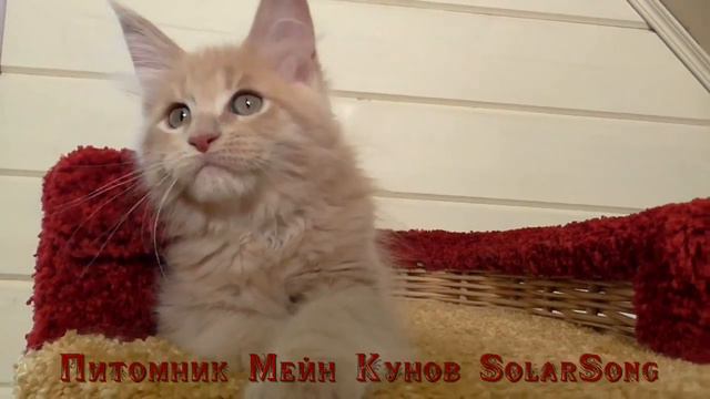 Nimfa SolarSong, 2.5 месяца смотреть онлайн