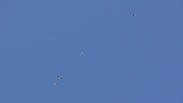 Курские голуби. Гон молодых 6 07 2021г смотреть онлайн