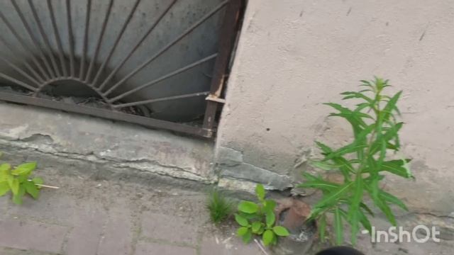 Трайк из гироскутера. Электровелосипед без разбора гироскутера своими руками. Почти бесплатно. смотреть онлайн
