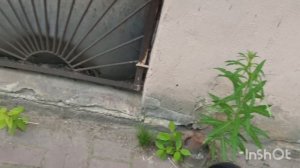 Трайк из гироскутера. Электровелосипед без разбора гироскутера своими руками. Почти бесплатно.