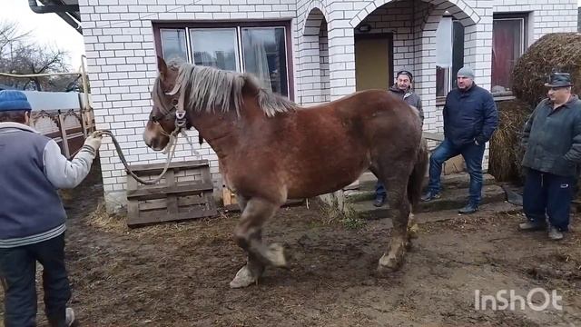 ЛОШАДИ/ ЦЫГАНСКИЕ КОБЫЛЫ ТЯЖЕЛОВОЗЫ смотреть онлайн