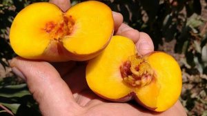 Новинка! Інжирний персик Плане Топ. Peach Plane Top. Сигнальні плоди! Пізній і солодкий. Максі Сад