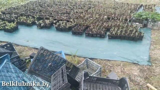 ?Обзор. ?Сорт Ада.? Саженцы клубники. ?Насосная станция. ?Теплица. ?Belklubnika.by? (1).mp4 смотреть онлайн