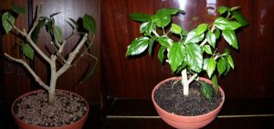 СРОЧНО ЭТО СДЕЛАТЬ ОСЕНЬЮ С ГИБИСКУСОМ. ОБРЕЗКА И КРОНИРОВАНИЕ ГИБИСКУСА. РЕЗУЛЬТАТЫ.