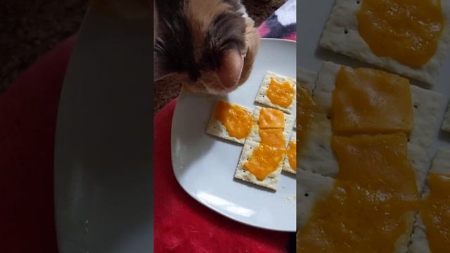 cracker thief смотреть онлайн