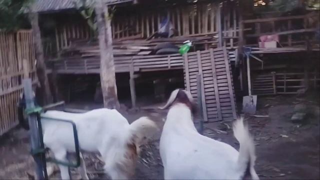 Boer Goats Crossed With Jamnapari Goats Produce The Best Meat | Goat Farming In Village