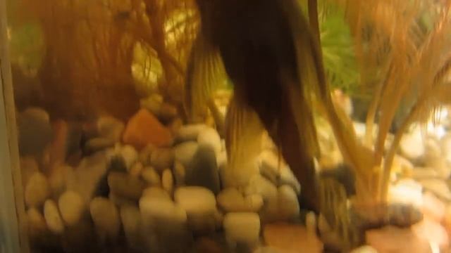 Аквариум. Сомики-анциструсы (прилипалы).О содержании.