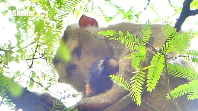 Newborn Baby Boy Cries Cuz Of Mom SARIKA Let On The Tree || Why Mom Not Care On Tiny Baby ? смотреть онлайн