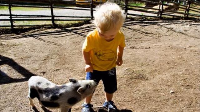 свинья домашнее животное смотреть онлайн