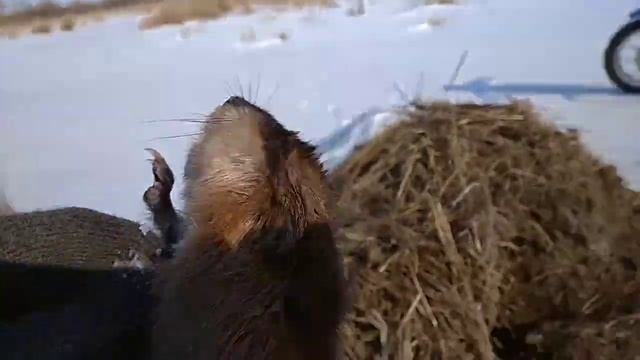 Какие-то звери нападают на водяных крыс АНДАтр смотреть онлайн