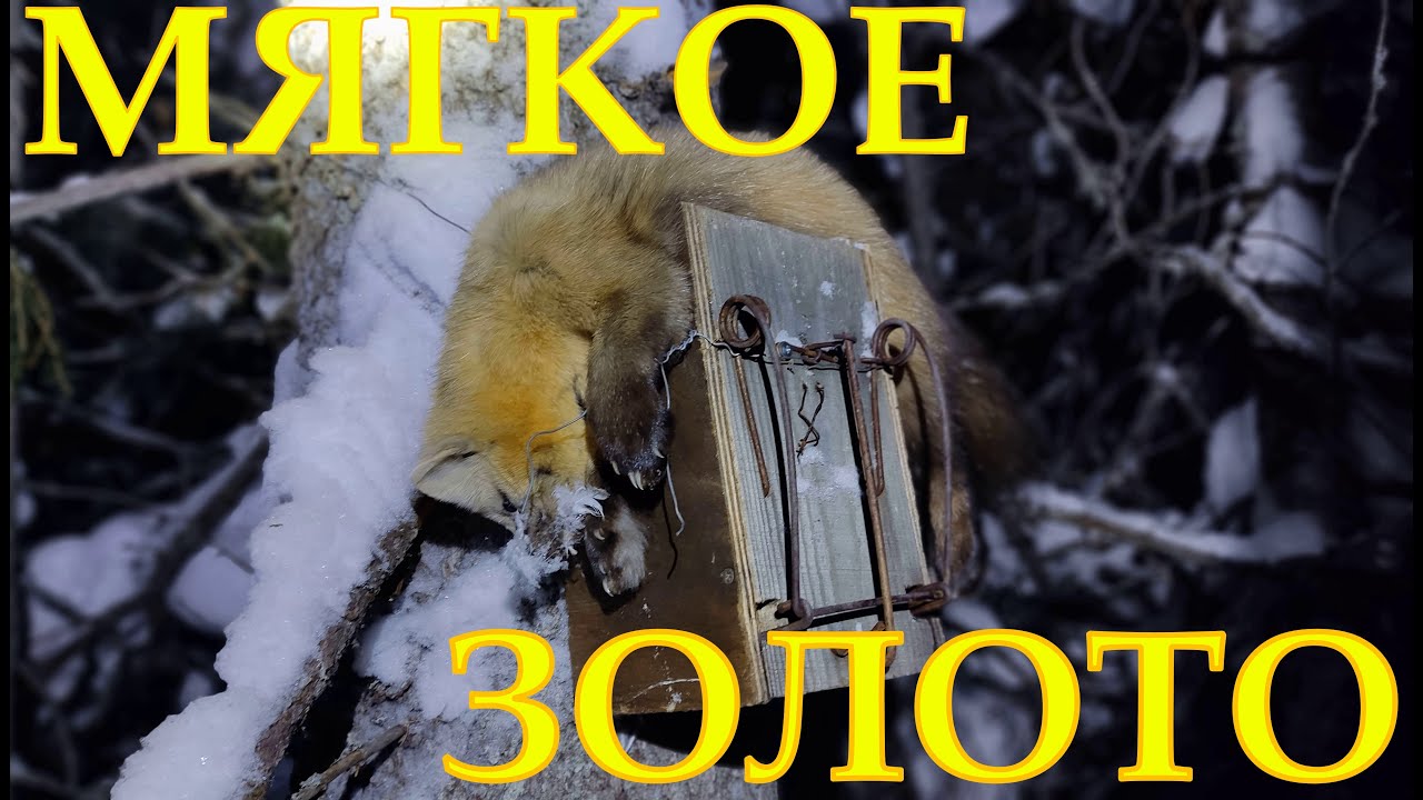 ОХОТА НА СОБОЛЯ Серия № 19 Добыл соболя за час смотреть онлайн