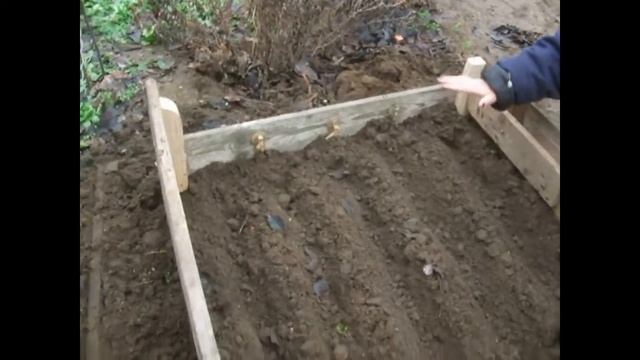 Айва японская / Хеномелес / Размножение семенами / Chaenomeles / Seed propagation смотреть онлайн