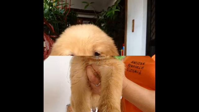 Golden Retriever Puppies - Glowing Splendor Kennel смотреть онлайн