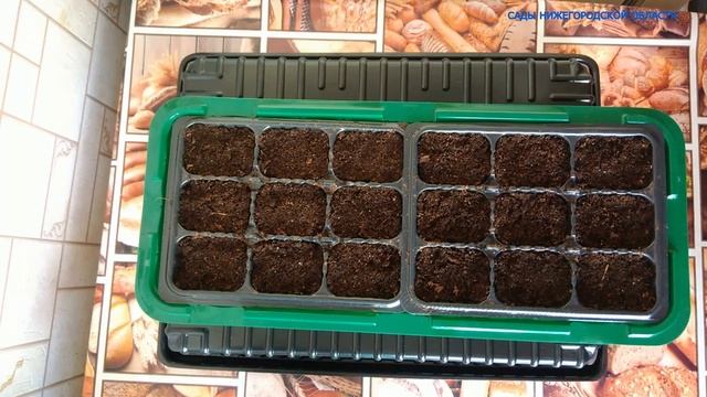 Клубника семенами.Как правильно посадить семена клубники. смотреть онлайн