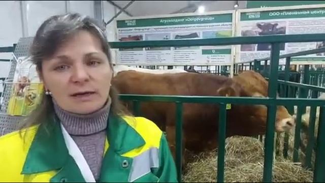 Первый день выставки "Золотая осень-2023", стенд с быками, как прошёл день смотреть онлайн