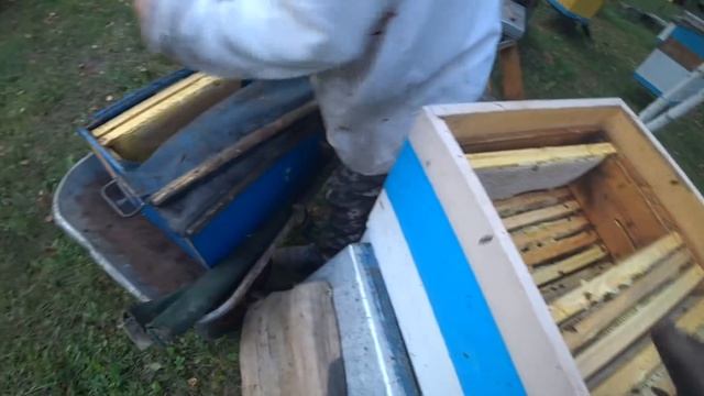 МЕДОВИК, результат по мёду