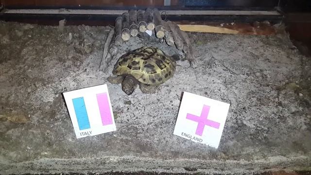 FIFA 2014: Oracle Oscar the Turtle picks Italy over England смотреть онлайн