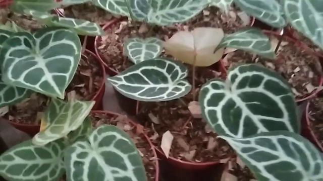anthurium dorayaki hibrid baru silangan UD ,semangat tani смотреть онлайн