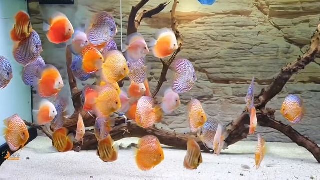 Аквариум с дискусами от Lố Cá Cảnh смотреть онлайн