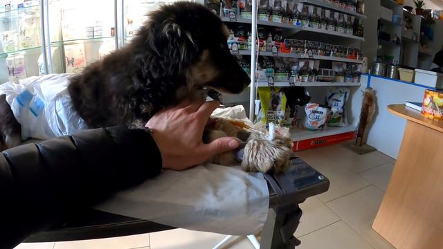 Колобок борьба за жизнь 3 часть. смотреть онлайн