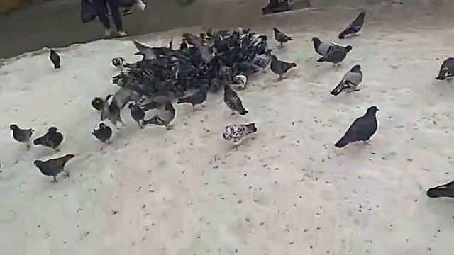 Инструкция по утилизации хлеба или крупы в городских условиях.