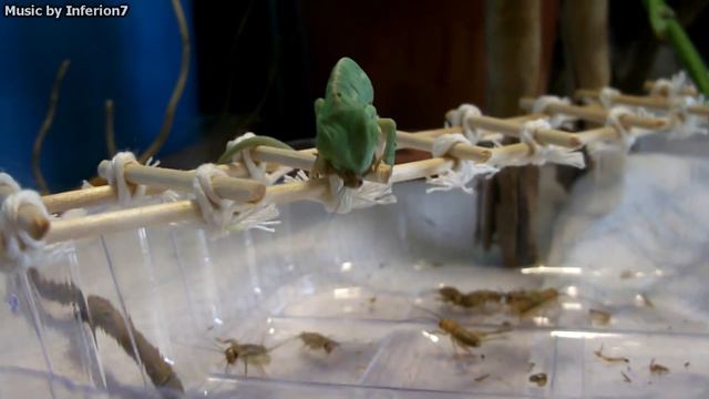 Cute baby chameleon eats for the first time (Ch. calyptratus) [Inferion7] смотреть онлайн