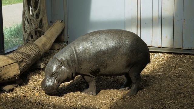 Ориентариум (океанариум) в Лодзи смотреть онлайн